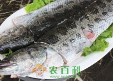 “肉食性”黑鱼和草鱼哪个好吃（吃什么食物长得快）