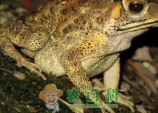 “两栖动物”蟾蜍（蛤蟆）是害虫吗（和青蛙有什么区别）