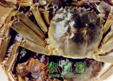 大闸蟹什么季节吃最好？