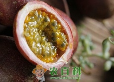 百香果籽可以吃吗（百香果的籽要嚼碎吃吗）