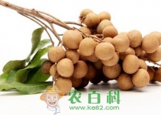 吃龙眼好处多多！孕妇可以吃吗？