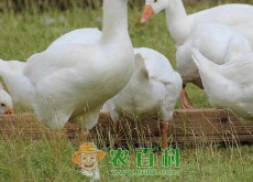 肥肝鹅怎么养殖（选择什么品种和饲料比较好）