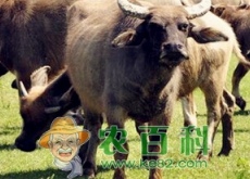 新疆农村地区适合养殖羊、牛、猪、马、骆驼吗？