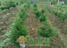 常绿乔木红豆杉的养殖方法和注意事项有哪些？
