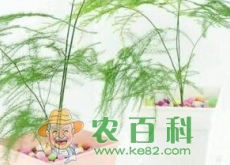 百合科“文竹”开花有什么兆头(它有什么寓意) 百合科“文竹”开花有什么兆头(它有什么寓意)