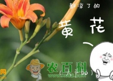 “健脑菜”黄花菜的14大功效与作用（新鲜的黄花菜真的有毒吗）