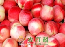 必知！晚蜜桃的5大高效栽培技术要点