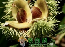 邢台县百年大栗树低产原因及其应对措施