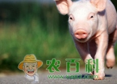 养猪大户农村致富路上手挽手