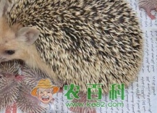 刺猬是国家保护动物吗？