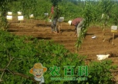 湘潭市（发展家庭农场542家）