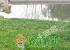 农村鱼塘养殖怎样做好防渗、防寒和施肥工作? 农村鱼塘养殖怎样做好防渗、防寒和施肥工作?