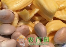 菠萝蜜通常一次可以吃几颗（什么人不能吃）