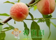 江西气候适合种植什么水果树？
