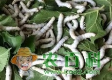 家里养的小蚕宝宝除了吃桑叶还吃什么叶子作为食物？