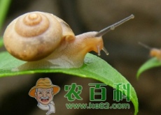 “牙齿最多的动物”蜗牛平时喜欢吃什么食物？