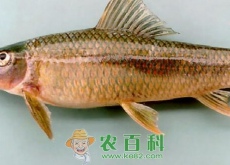 无鳞鱼湄公鱼是海鱼吗(价格通常多少钱一斤) 无鳞鱼湄公鱼是海鱼吗(价格通常多少钱一斤)