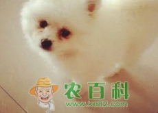 家庭适合饲养什么品种的宠物犬？