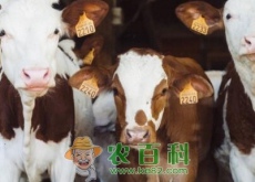 一般母牛一生能下几胎牛犊（影响母牛年产犊率的主要因素）