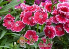 洛阳花石竹花是康乃馨吗(有毒吗)