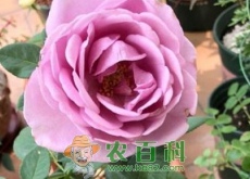 十大名花之一的月季花什么时候修剪合适？