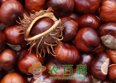 “干果之王”板栗壳能吃吗（怎么快速去壳）