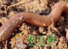 养殖蚯蚓赚钱吗(蚯蚓养殖市场前景分析)