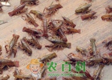 什么时候养殖小龙虾苗比较合适（什么时间放苗最好）