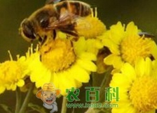 蜂产品的市场前景怎样？