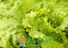 减肥菜生菜什么季节播种（种植技术有哪些）