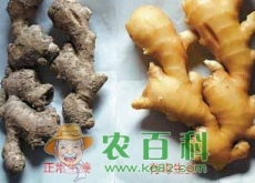 生姜怎样挑选（如何辨别毒姜）