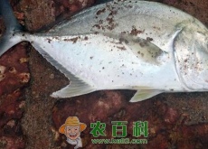 冬季淡水鱼价格遇冷（后期市场行情又会如何）