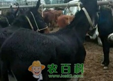 到驴肉价格预计是多少(多少钱可买到一头幼仔)