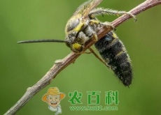 被蜜蜂、马蜂蛰了怎么处理（用什么药）
