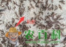 墙角出没的蚂蚁怕什么东西和气味？