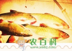 池塘里的青鱼吃什么食物和饵料？