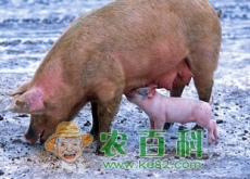 怎么养好母猪（养殖30头母猪成本与利润分析）