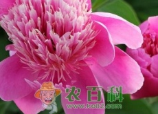 芍药的养殖方法和注意事项有哪些? 芍药的养殖方法和注意事项有哪些?