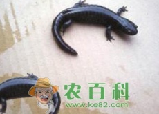 溪流中常见的两栖动物蟾蜍、蝾螈、娃娃鱼有毒吗？