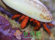 “清道夫”寄居蟹能吃吗？