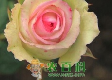 “蔷薇科”月季花有哪些功效与作用（和玫瑰花的区别是什么）