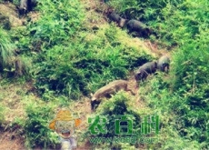 农村赚钱不起眼的冷门项目（任意一个都比打工强）