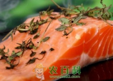 鲑科三文鱼是海鱼吗（吃什么食物）