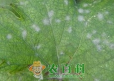 葡萄白粉病、白腐病、炭疽病等常见病害的防治方法有哪些？