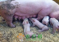 养殖场如何选址（据说