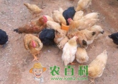 养鸡能用青霉素吗（青霉素在养鸡中的作用及注意事项）