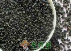 补肾壮阳植物韭菜籽泡水喝有什么好处（可以直接生吃吗）