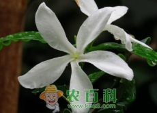 栀子花花语是什么(栀子花花语大全(每一个都美到哭) 栀子花花语是什么(栀子花花语大全(每一个都美到哭)