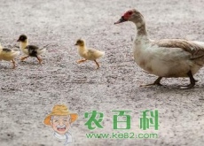 农村养鸭子利润怎么样（技术有哪些）