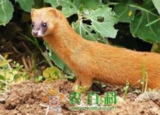 为什么黄鼠狼怕鹅(有科学依据吗) 为什么黄鼠狼怕鹅(有科学依据吗)